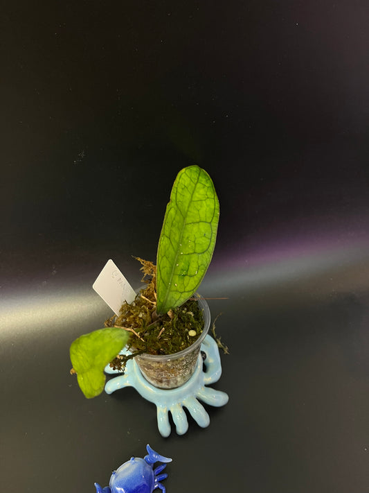 Hoya cv Ann - has some roots