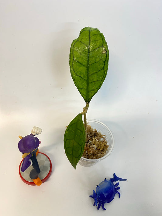 Hoya finlaysonii Big leaf - active growth