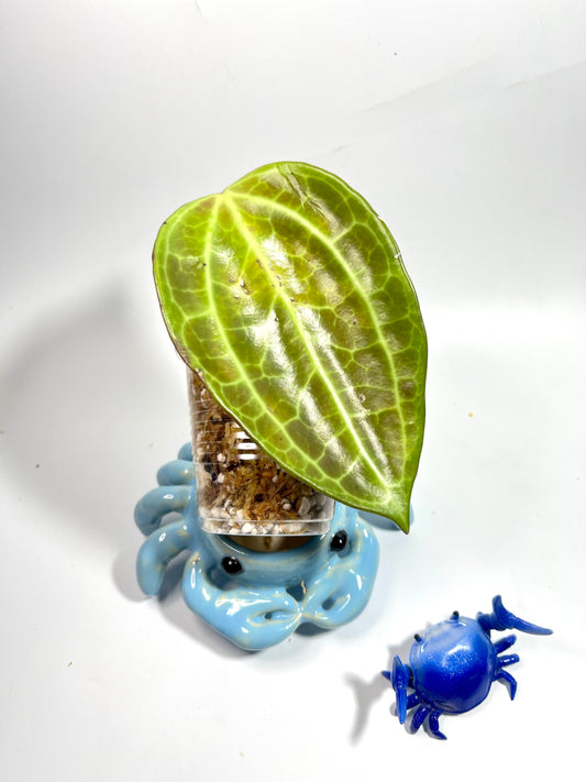 Hoya sulawesi GPS 8867  - Unrooted