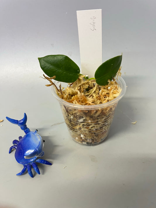 Hoya gigas - has large flowers - Unrooted