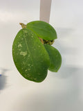 Hoya erythrostemma - pink corona - active growth
