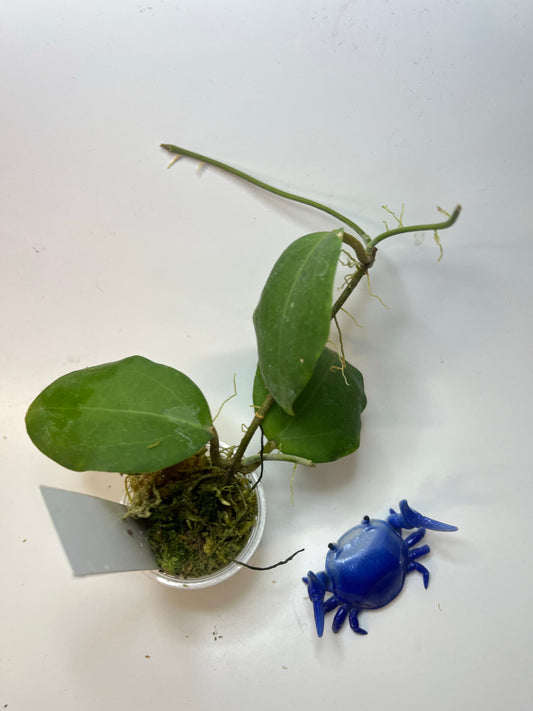 Hoya sp rangsan / rangsam 01 - has roots