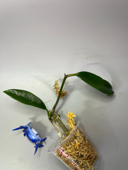 Hoya meliflua - Unrooted