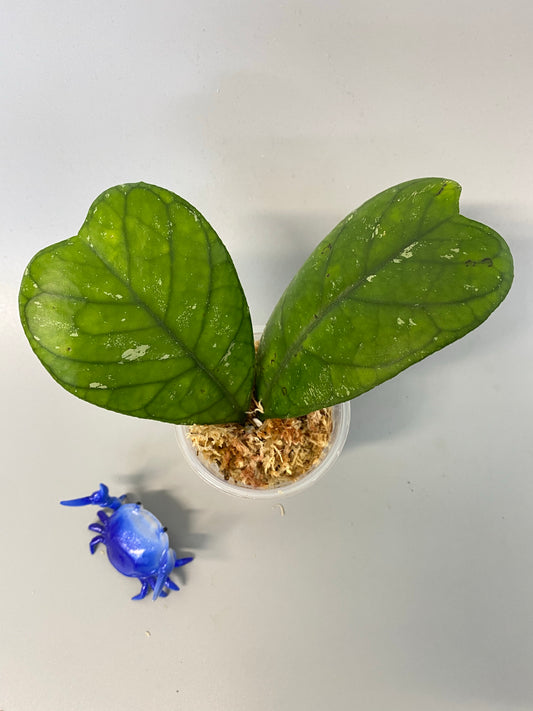 Hoya deykeae - unrooted