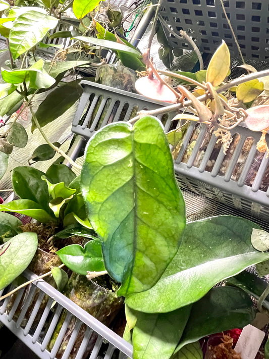 Hoya sp tam Dao- fresh cut 1 node / 1 leaf - Unrooted