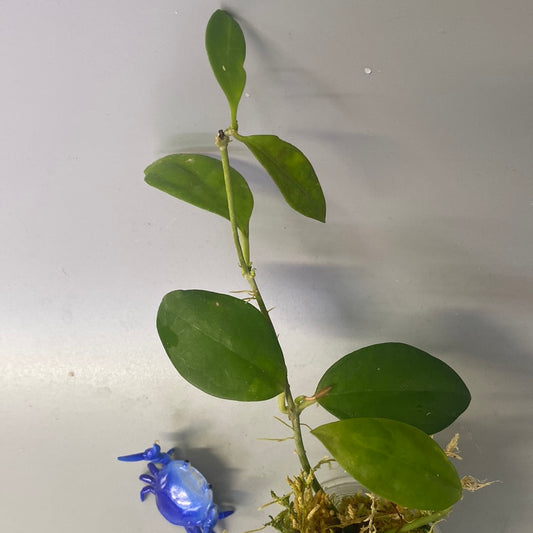 Hoya elliptica Philippines - has some roots