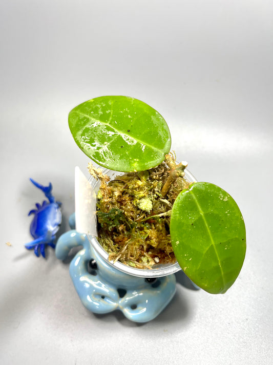 Hoya AH026 / ah-026 - has some roots