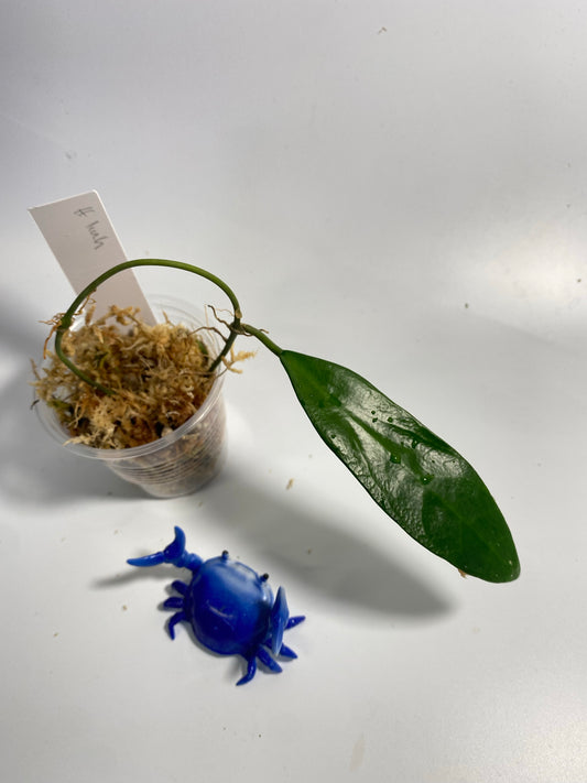 Hoya linh - Unrooted