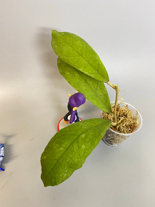 Hoya perak teddy bear / peninsularis - Unrooted