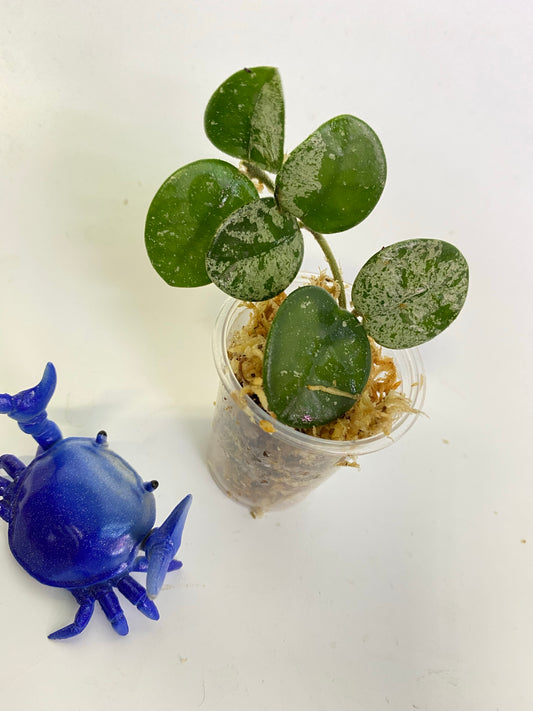 Hoya mathilde with more splash - unrooted