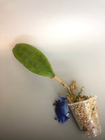Hoya sp bulusan with some roots