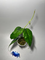 Hoya chewiorum - active growth