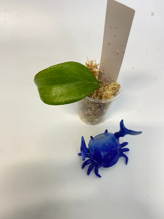 Hoya merrillii  - starting to root