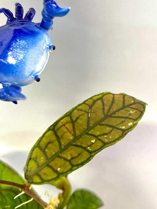 Hoya gunung gading - fresh cut - 1 node / 1 leaf - Unrooted