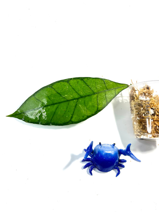 Hoya sp kalimantan - ut-158 - Unrooted