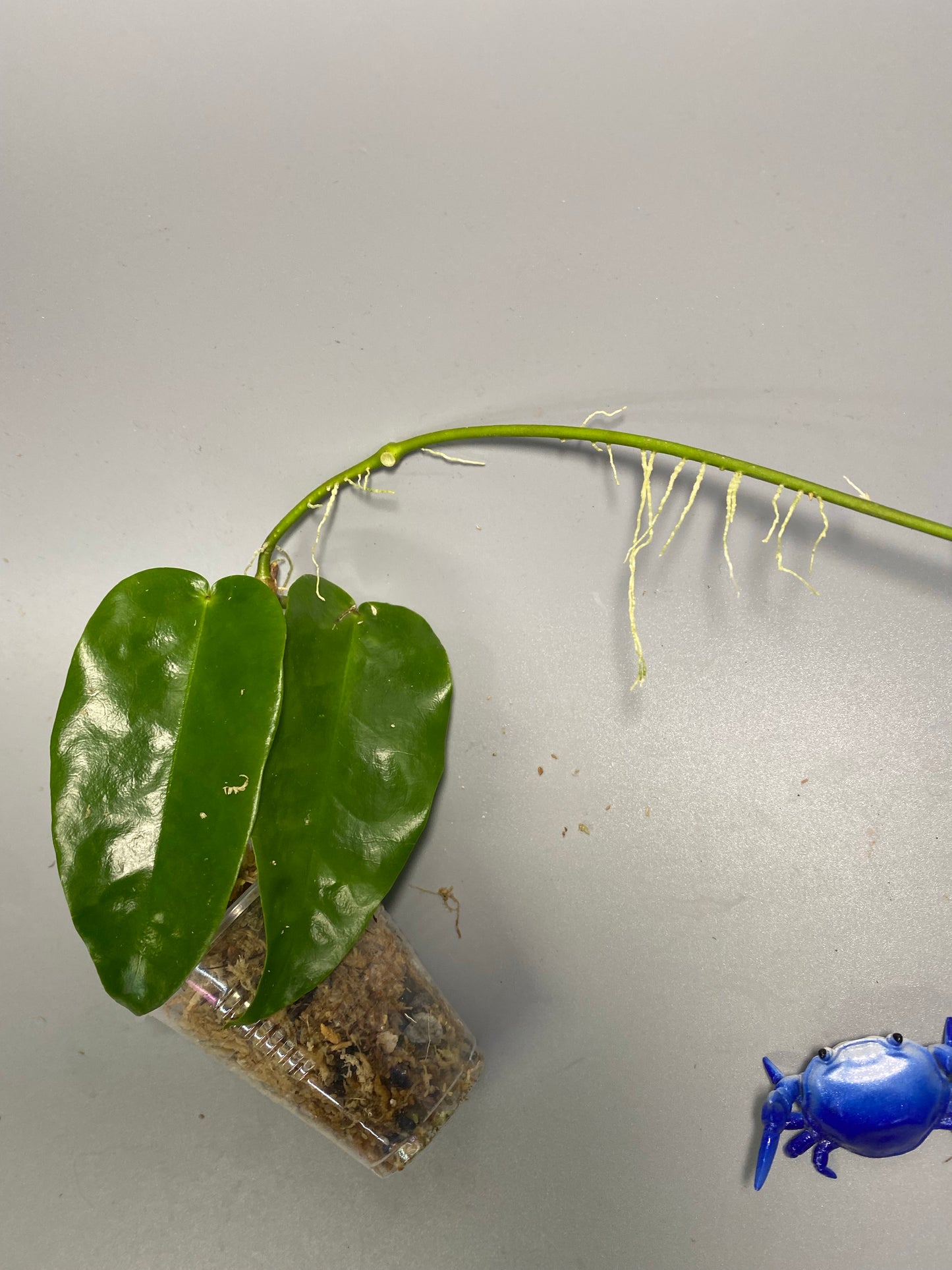 Hoya Macgillivrayi - just starting to root