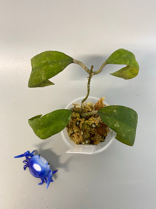 Hoya padangensis / uncinata- starting to root