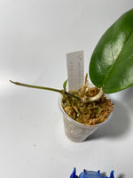 Hoya patcharawalai 029 not Icensis - active growth