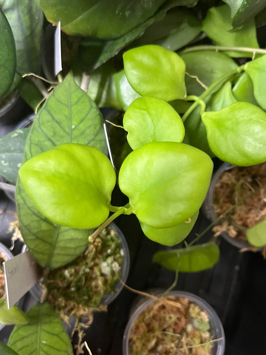 Hoya ns05-055 - fresh cut - 1 node - unrooted