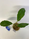 Hoya kaimuki (H macgillivrayi X H archboldiana) - active growth