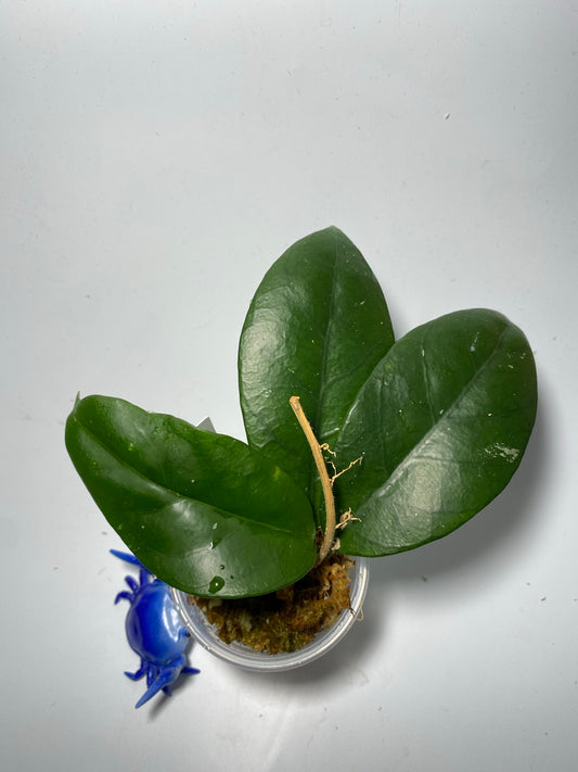 Hoya sp doi tung - actively growing