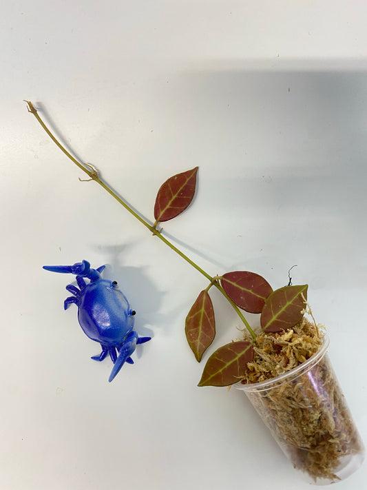 Hoya Rebecca - starting to root