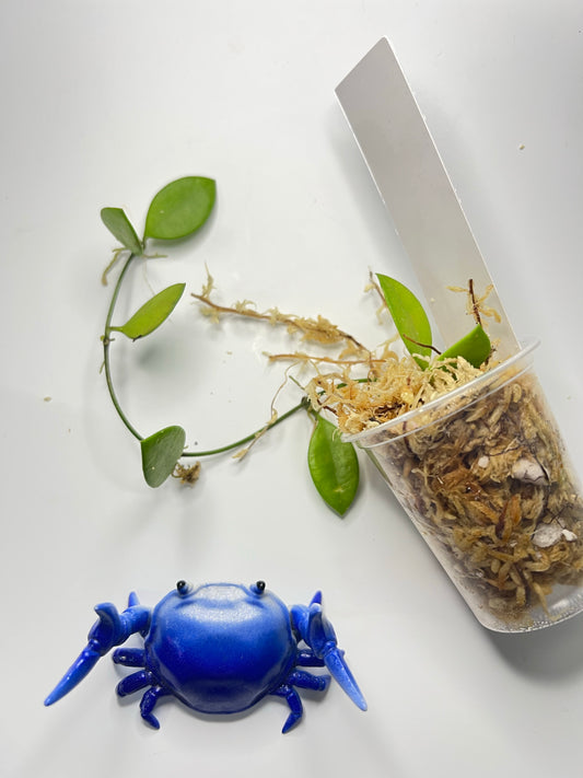 Hoya picta - has some roots