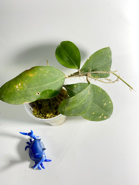 Hoya paulshirleyi - active growth