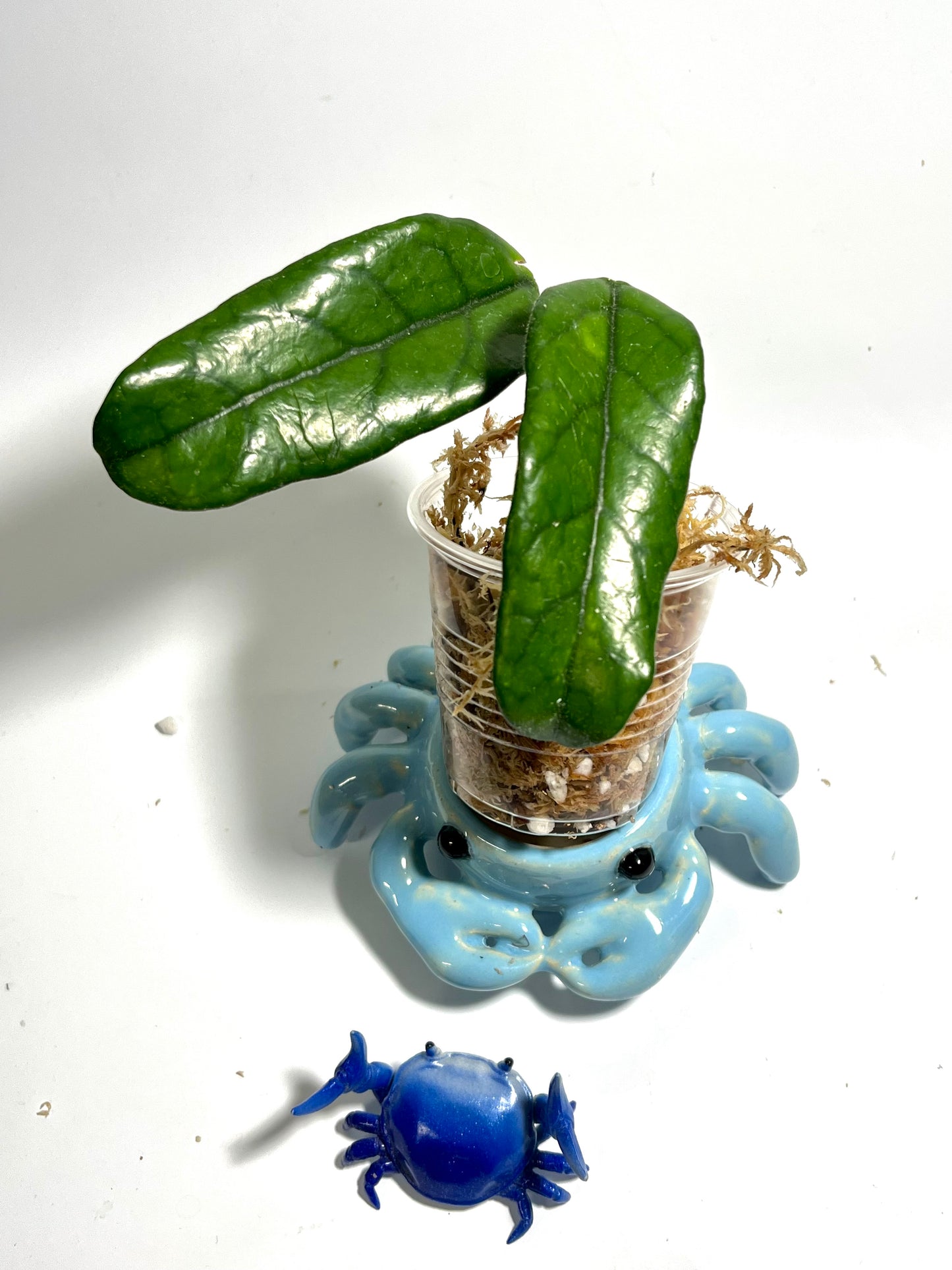 Hoya globulosa - Unrooted