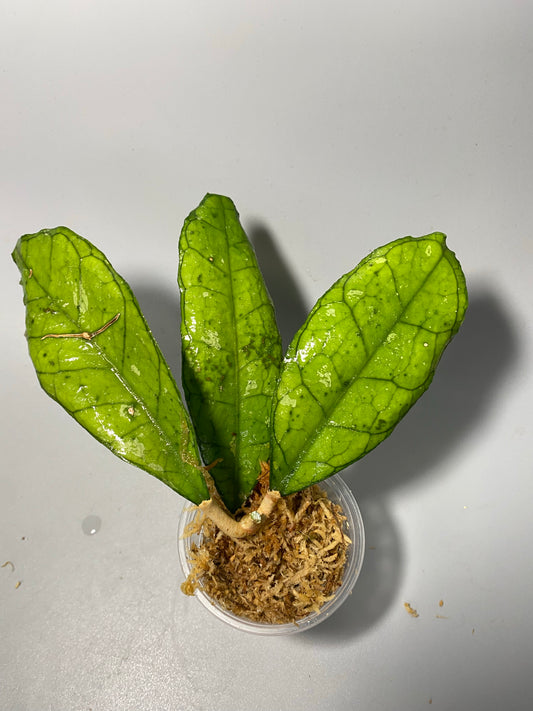 Hoya finlaysonii snow splash - unrooted