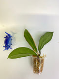 Hoya epc 1016 hybrid (incrassata x acuta) - starting to root