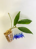 Hoya cv seanie (H. archboldiana x H. onychoides) - unrooted