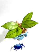 Hoya SS20-01 - Unrooted