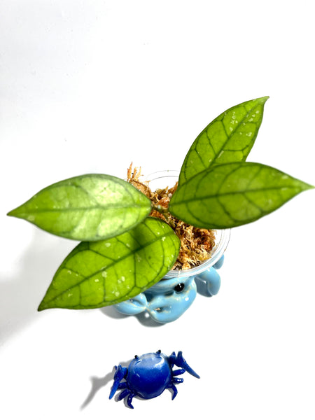 Hoya SS20-01 - Unrooted