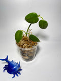 Hoya ciliata - Unrooted