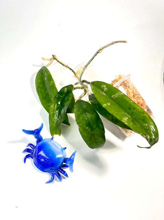 Hoya padangensis / uncinata- Unrooted