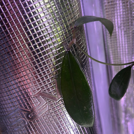 Hoya Ah-001 - fresh cut 1 node - Unrooted