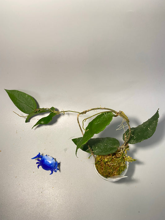Hoya caudata big green - active growth