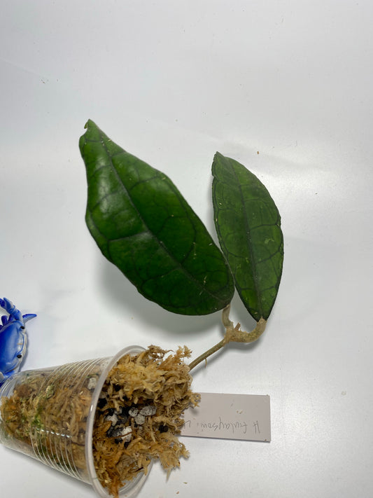 Hoya finlaysonii long leaf - Unrooted