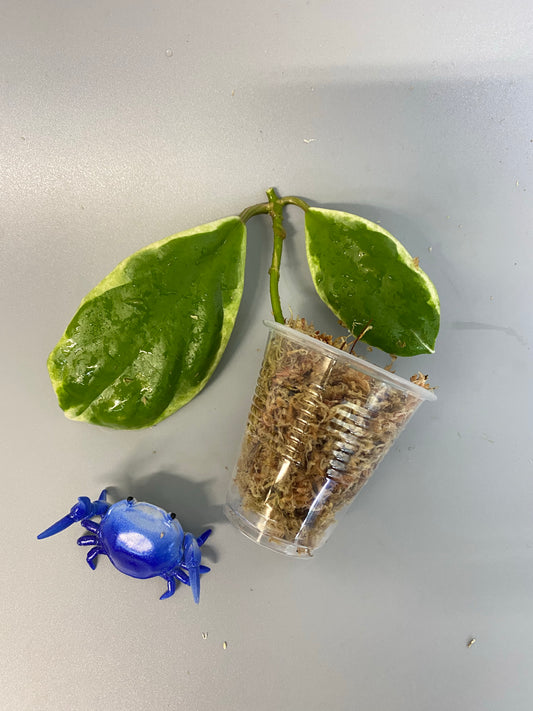 Hoya incrassata albomarginata / ‘eclipse’ - unrooted