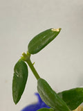 Hoya engleriana - has roots