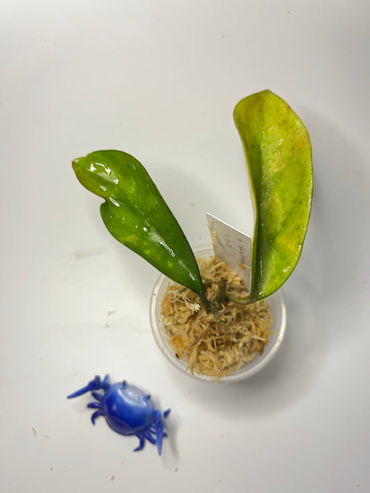 Hoya skinneriana - Unrooted