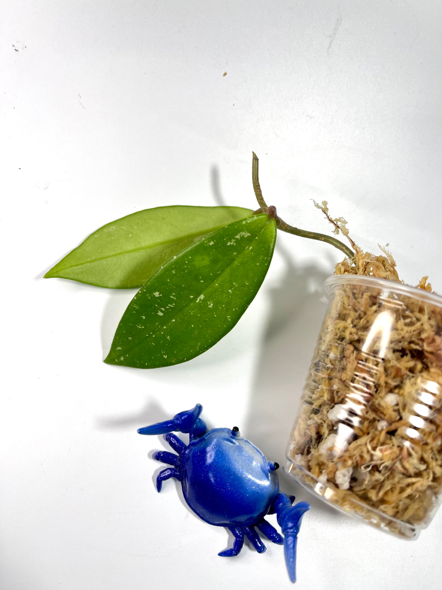 Hoya sms001 crystal  - Unrooted