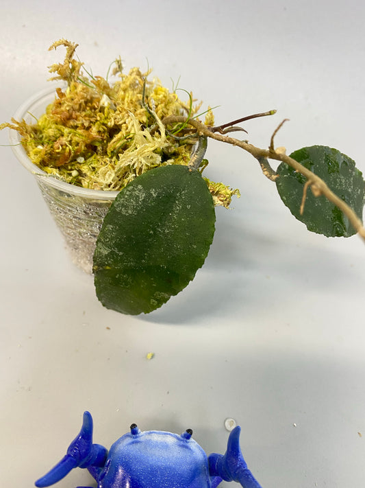 Hoya caudata Sumatra with new growth