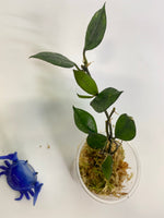 Hoya krohniana black - active growth