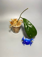 Hoya leoensis (viola x fuscomarginata) - Unrooted