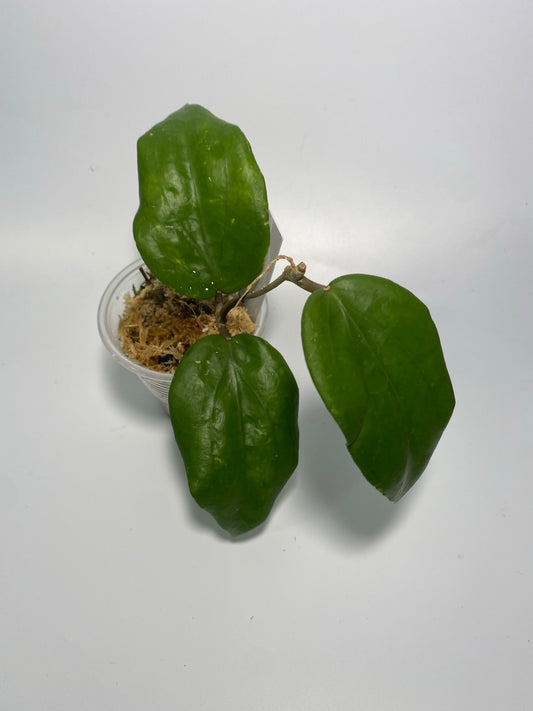 Hoya pentaphlebia - active growth