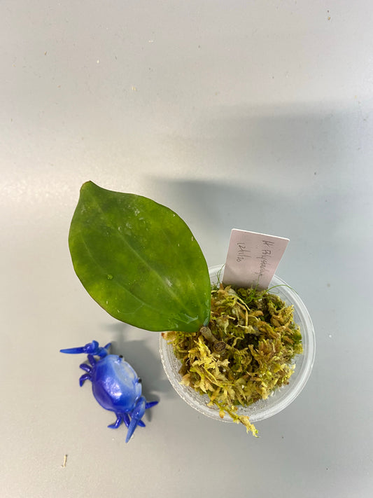 hoya polystachya - rooted