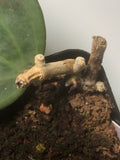 hoya polystachya - with new growth