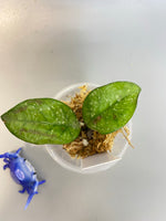 Hoya carnosa freckles splash - starting to root